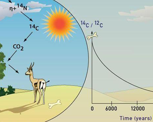 Carbon 13 για χρονολόγηση ραδιοϊσοτόπων